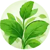 Plant-Based Fibers